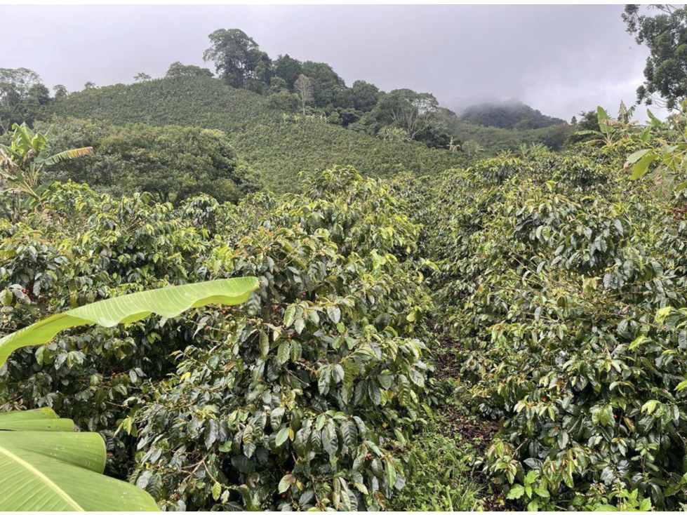 Beautiful 38 acre Coffee Farm in Quindio for Sale for $400k
