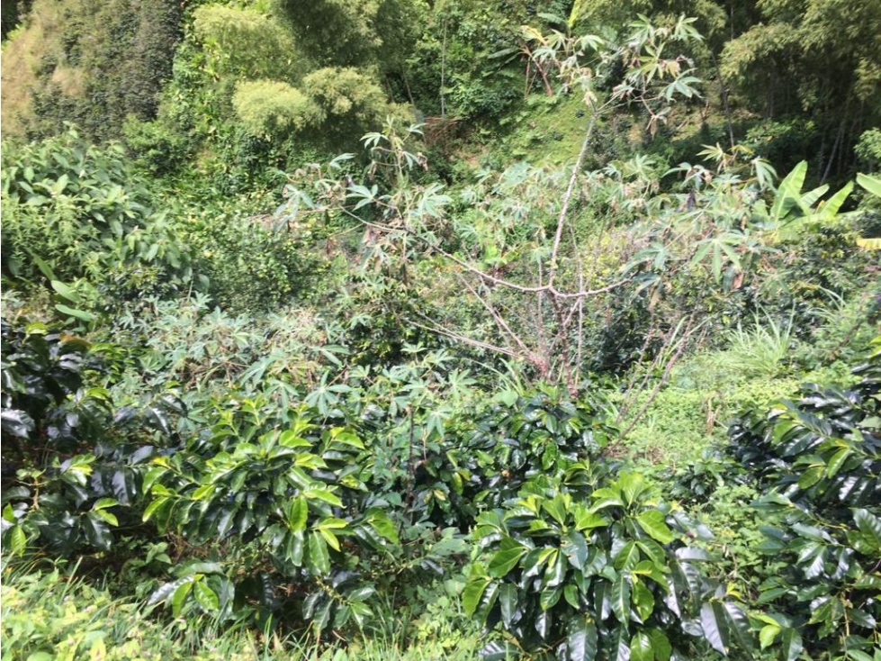 Venta de Finca Vereda Zarcitos Corregimiento de Versalles