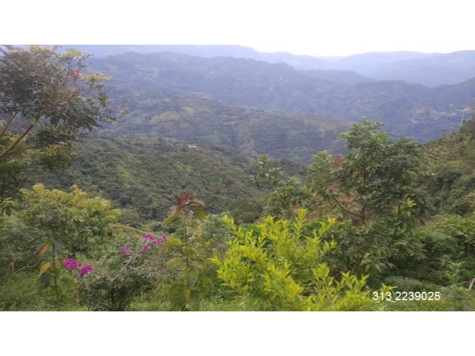 VENDO FINCA EN VERGARA-CUNDINAMARCA (REF. F/ 47)