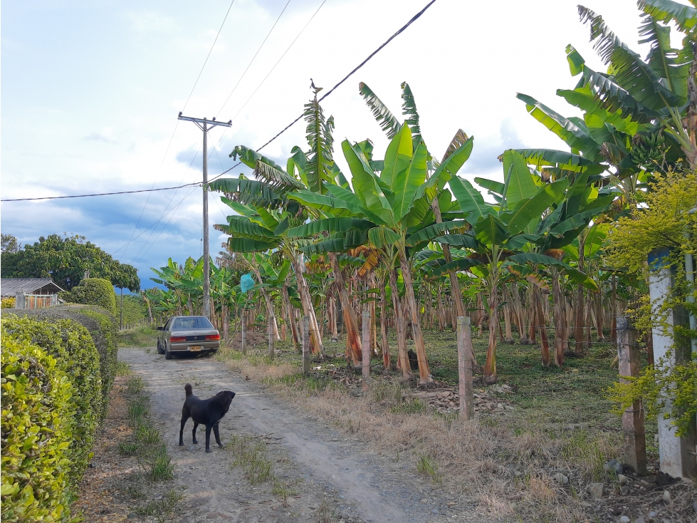 LOTE en VENTA en Tebaida Quindio.