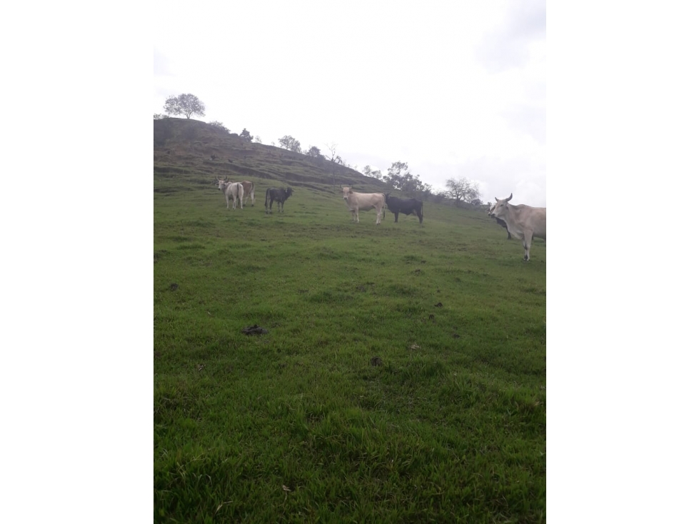 SE VENDE FINCA EN MIRANDA  - CAUCA