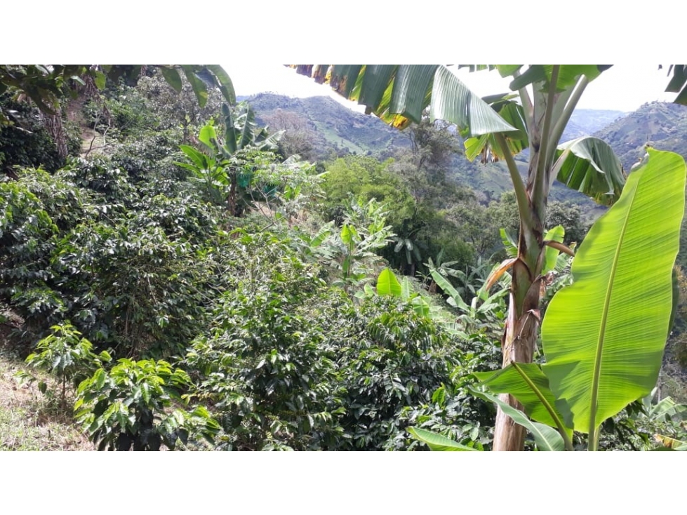 FINCA EN BELEN DE UMBRIA ? RISARALDA