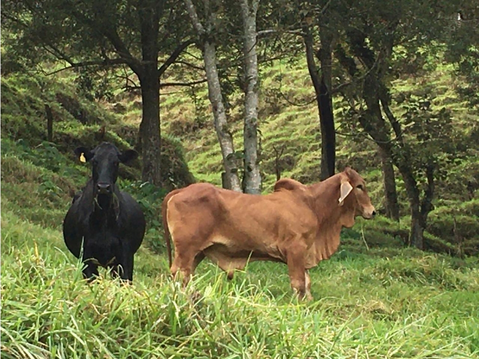 Vendo Finca Ganadera en Barbosa