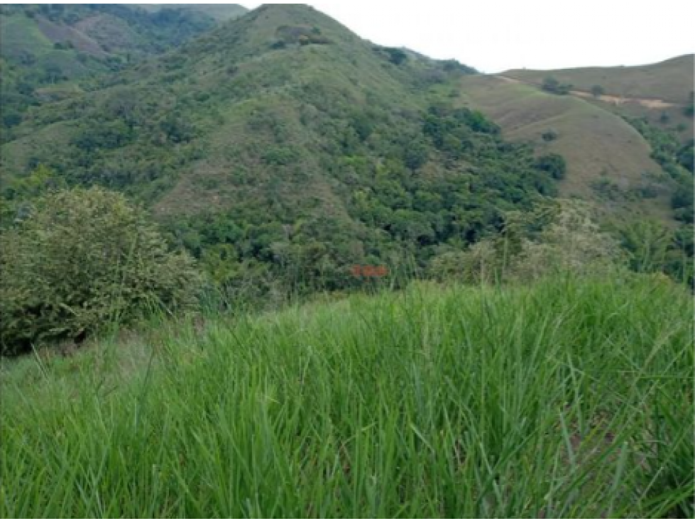 Venta Finca en Buga, Valle del Cauca, Ganadería