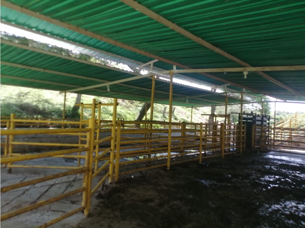 FINCA PRODUCTIVA EN AGUACHICA