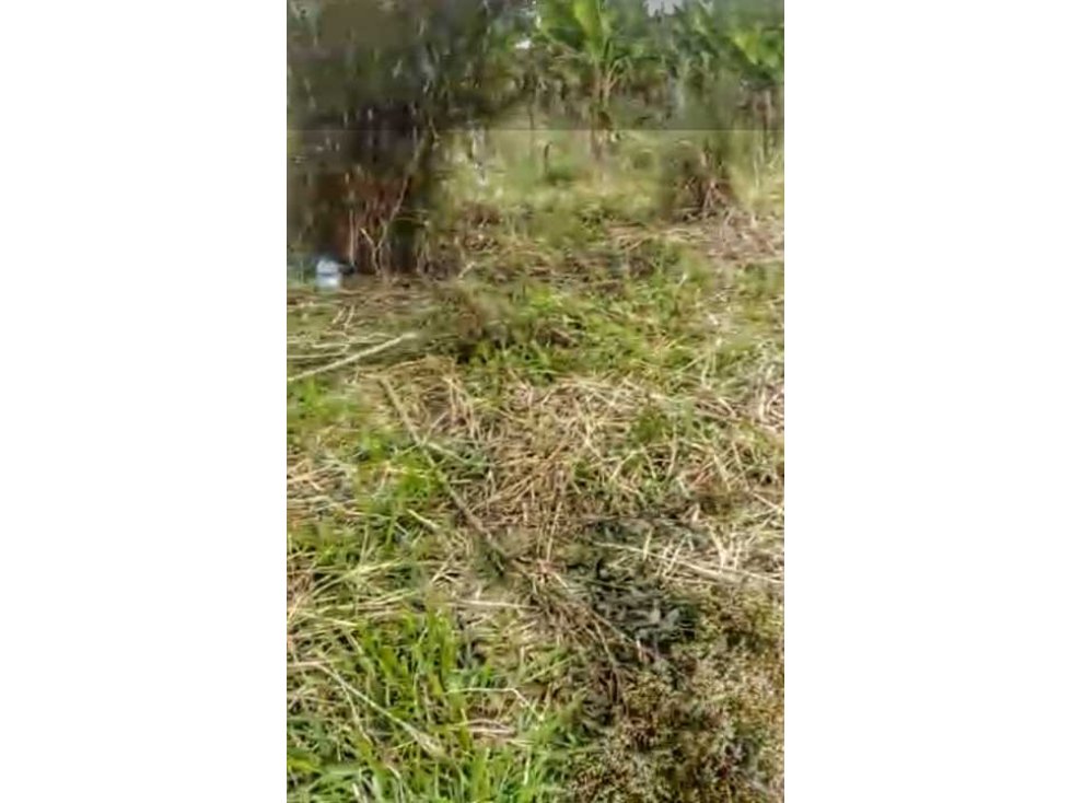 LOTE Tebaida la Herradura