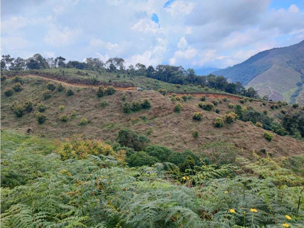 VENTA DE FINCA AGUACATERA EN PRODUCCIÓN - URRAO ANT