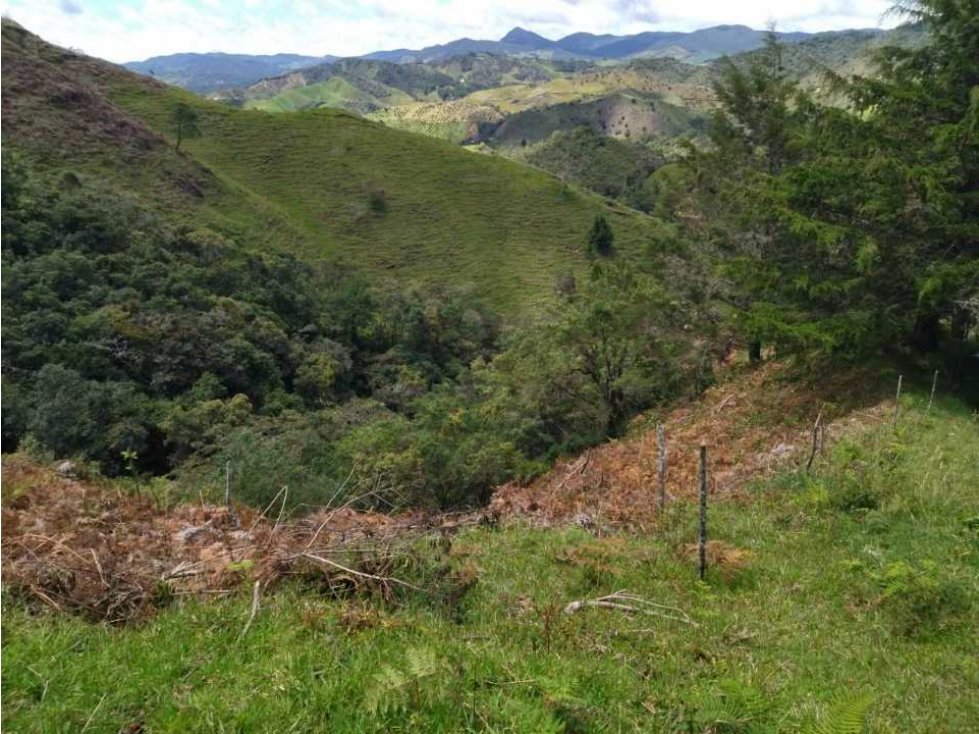 VENTA FINCA ORIENTE ANTIOQUEÑO, LA UNION- MESOPOTAMIA