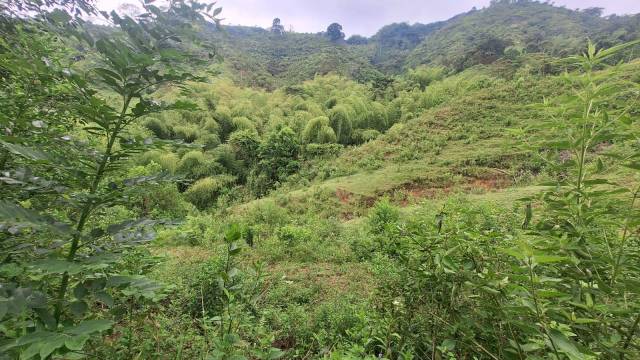 Venta de lotes Campestres vía Chinchiná Marsella